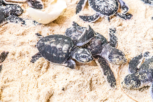 many newborn cubs of sea turtle on white sand with shell from eggs. close up, selective focus