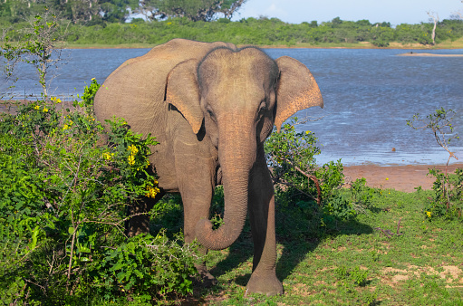 Indian elephants in natural habitat.walks along the shore of a pond on a sunny day