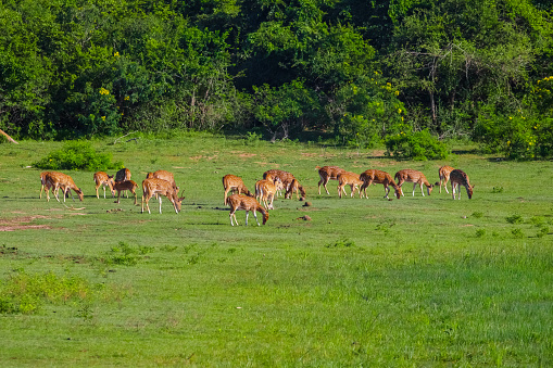 Sika or spotted deers herd in wood