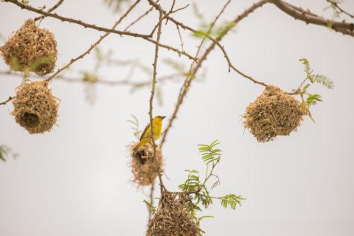 Weaver bird (weaver finches) building nest. bird's nests, masterfully knitted from straw against the background of a bright sky, hang on a tree in Africa