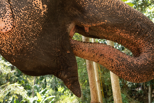 A close-up of an African elephant in Tanzania highlighting the tusks.