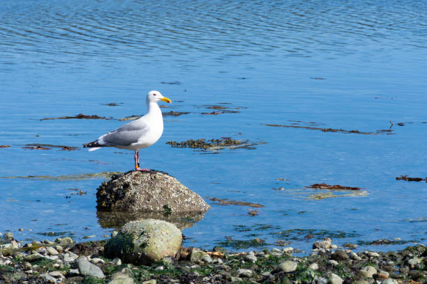 istock Tagged Seagull Close Up 2149439628