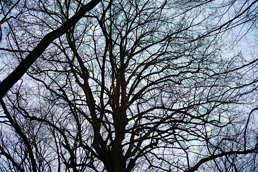 Gloomy and twisted, the dark enchanted tree branches create an eerie and mysterious atmosphere in the forest.