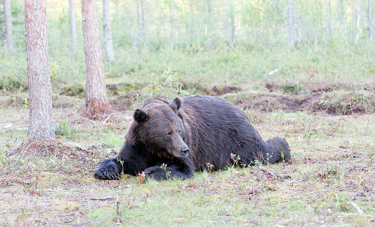 A photo of brown bear in Finland