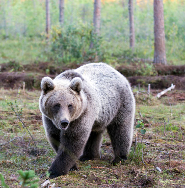 istock A photo of brown bear 2149439856