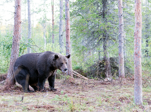 A photo of brown bear in Finland