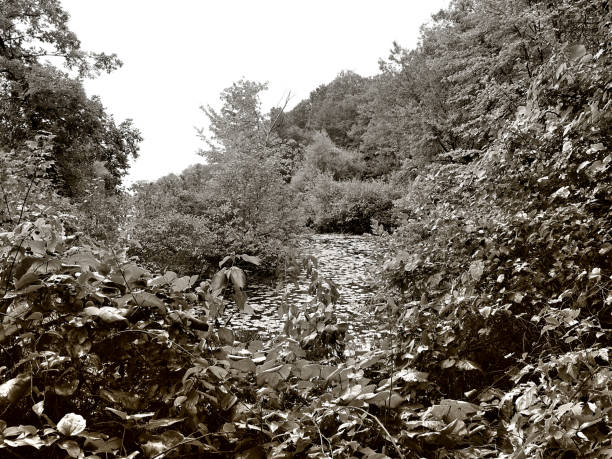Thick vegetation and lily pads choke a small lake cove in late summer.