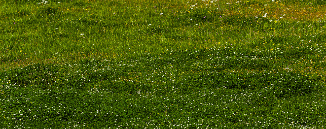 A field of green grass and blooming small light coloured flowers and dandelions, a lawn in spring. Background. Texture. Horizontal.