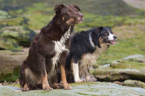 A Border Collie and a brown collie cross breed dog sat on a large rock on a beach with sand, rocks and green sea weed in the background