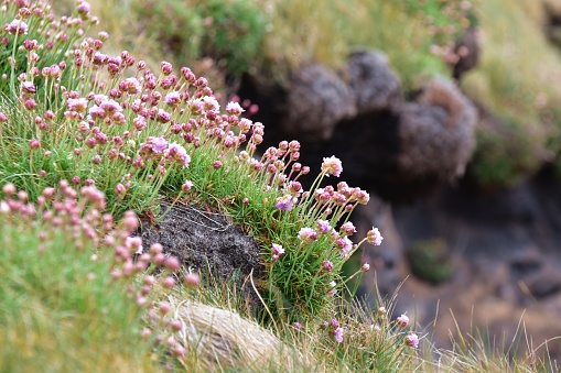 Close up of pink flowers growing on the coastal cliffs against a blurred rocky background