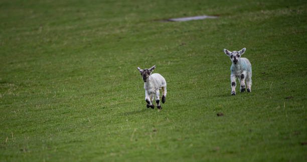 istock lambs Overton Greenock Scotland 2024 2149441553