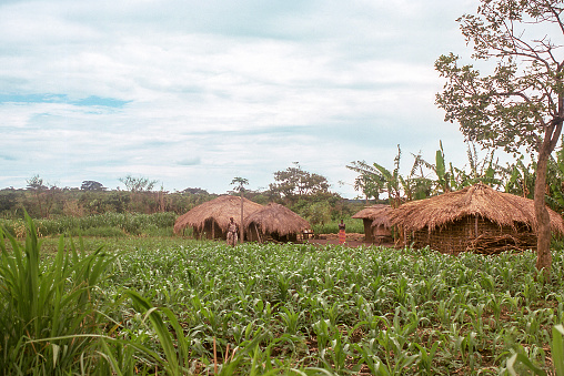 East Africa farm 1975 with maize (corn) crop in foreground and banana trees behind thatched buildings. Traditional farm using  subsistance level methods.