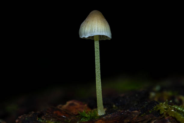 istock Psilocybin mushrooms in the wild 2149443611