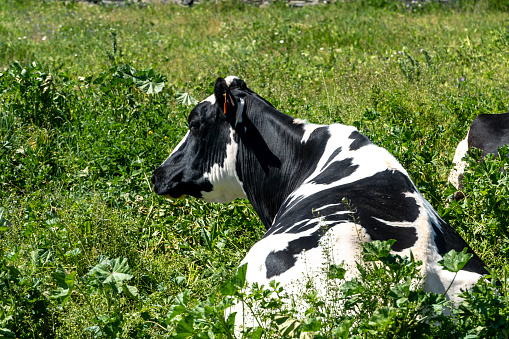A black and white dairy cow rests in a green meadow, on a spring day, in the province of Salamanca - Spain.