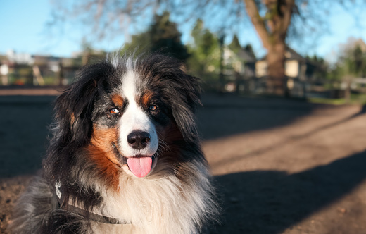 Headshot of Australian shepherd dog with tongue sticking out enjoying the morning sun. Male, 8 years old. Selective focus.