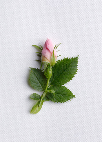 Pink rose bud with copy space
