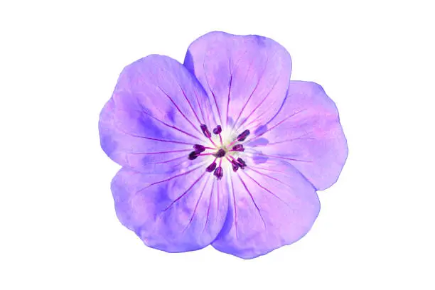 Pansy flower cut out Pansy flower cut out