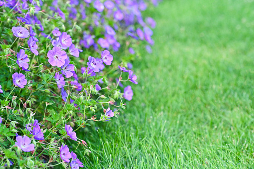 Purple Violet flowers uncultivated. Grass copy space.