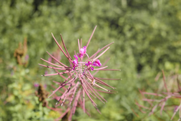 Pink or purple wildflower found British Columbia, Yukon and Alaska. Also know as Almaruat, Blooming Sally, Bomb Weed. Selective focus.