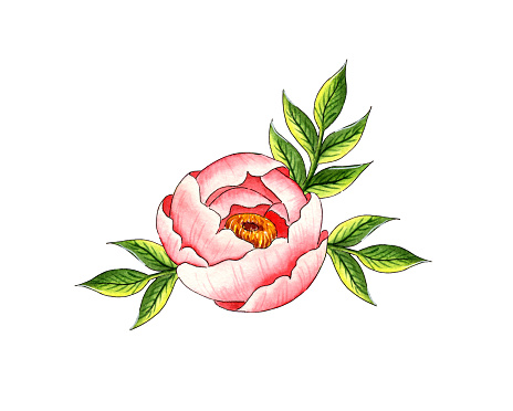 Watercolor illustration of a pink peony with buds and green leaves. Isolated botanical composition, ideal for kitchen decor, home decor, stationery, weddings, textiles.