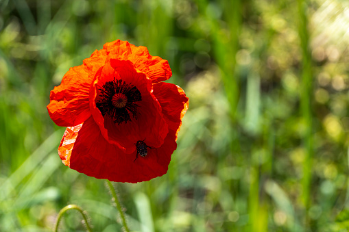 Poppy on a spring day with a green out-of-focus background - no people visible - macro photography ( Papaver rhoeas )