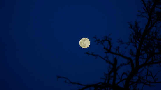 The full moon, hangs like a celestial beacon in the deep blue of the evening sky. Its surface is vividly detailed, contrasting with the intricate silhouette of tree branches that frame the view. The interplay of natural forms conjures a peaceful night, poised between the day's end and the mystery of the night.