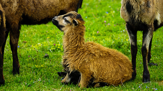 A young goat with rich brown fur sits serenely in a vibrant green pasture. Surrounded by the legs of its herd, the kid gazes upward with innocence and curiosity.