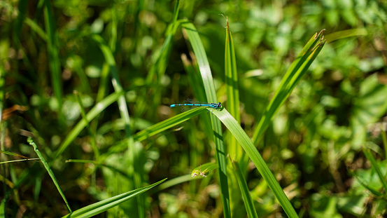 The striking blue of an azure damselfly stands out against the verdant of a grassy field. Perched delicately on a single blade, its slender body and transparent wings are a marvel of natural engineering, poised elegantly in the sunlit environment.