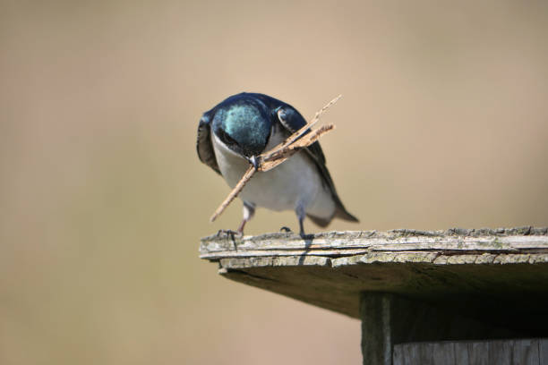 Barn swallows (Hirundo rustica), warm day in springtime.
