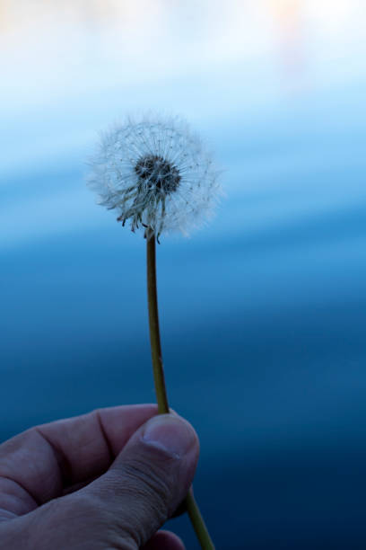 A man holding a dandelion ( Taraxacum officinale )