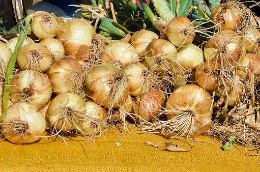 Fresh harvested organic cultured onions laying on a yellow tablecloth at a market stall ready to sale at farmers market.
