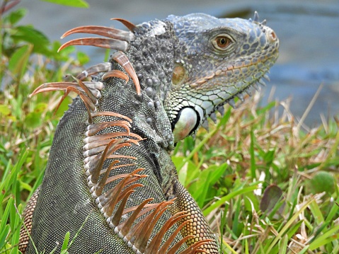 Green Iguana - profile, portrait