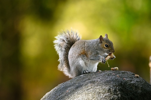 Up-close photo of a squirrel eating a chicken bone on a rock with a blurred background.