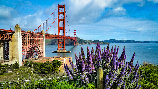 Perspective view of the bridge on the left. Purple flowers in the left foreground.