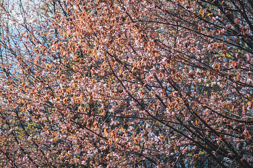 Japanese sakura blossomed in Moscow. High quality photo