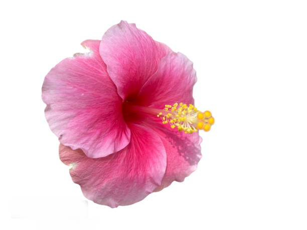 istock Beautiful hibiscus flower 2149446115