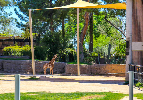 Baby Giraffe Under Large Yellow Zoo Canopy