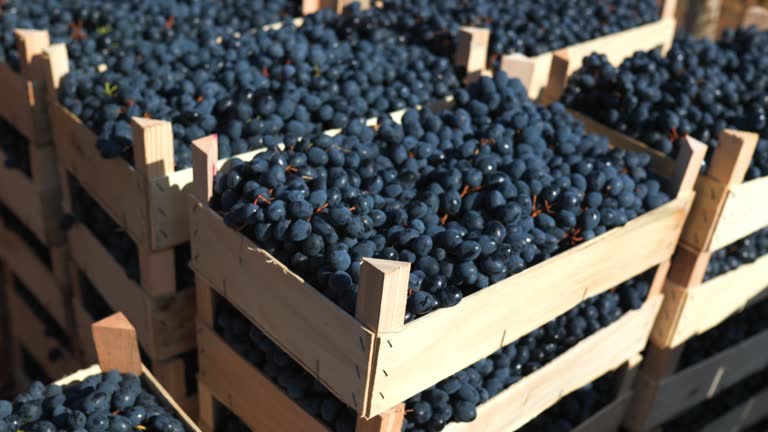 Harvesting Happiness Black Grapes in a Rustic Crate