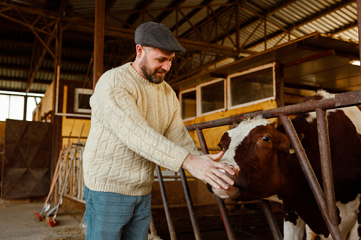 A farmer affectionately pets a cow poking its head through the barn fence, illustrating the close bond between livestock and farmer.