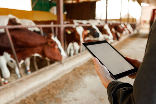 istock Dairy Farm Monitoring 2149447318