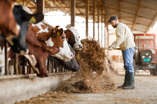 A farmer is captured in the act of distributing hay to a herd of attentive cows in a dairy barn, a routine yet crucial part of daily farm life.