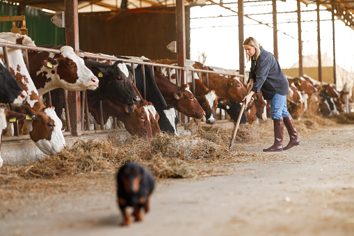 A female farmer is busy feeding hay to the cows, providing essential nourishment for the dairy herd within the barn.