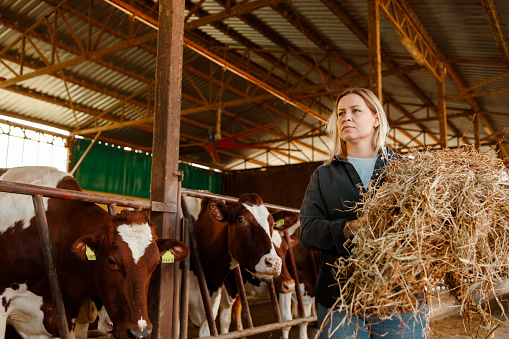 A female farmer is busy feeding hay to the cows, providing essential nourishment for the dairy herd within the barn.