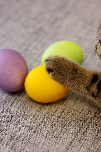 Scottish fold-eared kitten touches colored eggs on the table with a fluffy paw, close-up