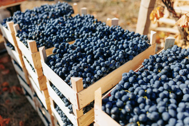 istock From Vine to Crate Freshly Harvested Black Grapes 2149447360