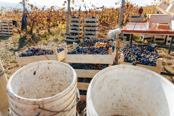 Vineyard, wine grapes (black), grape crates filled with grapes, grapevine