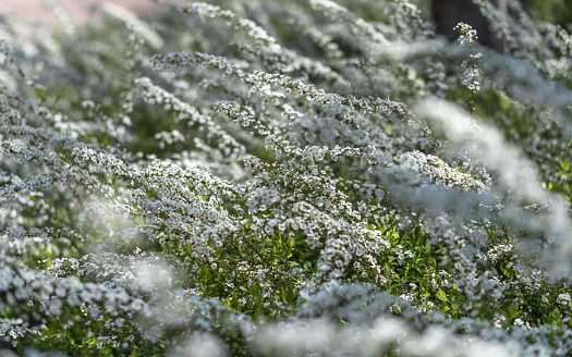 Daisy daisy- beautiful white flowers growing in garden, a lovely summer display.