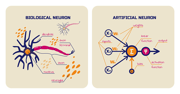 Visual schemes of biological and artificial neurons. Multiple inputs, weight, bias, activation functions. Neural network elements. Horizontal vector illustration.