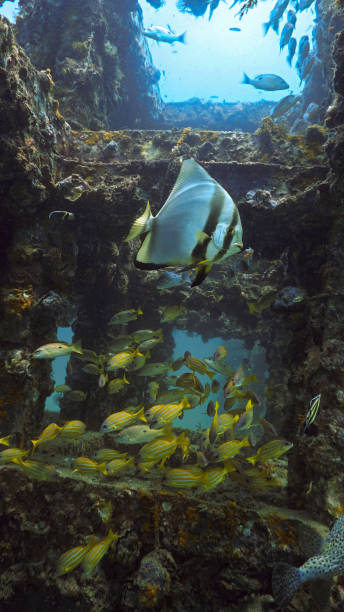 istock A beautiful Batfish and shoal of fish at a artificial coral reef 2149448433