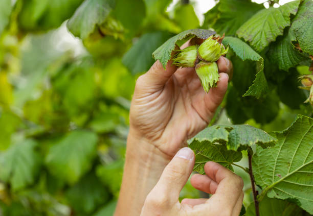 istock Close-up male farmer hand plucks collects ripe hazelnuts from a deciduous hazel tree bunch in garden 2149448482